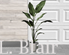 Plant | V12