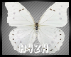 Hz-White Butterfly ~ F/M
