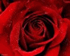 Red heart~Rose