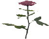 long stem rose