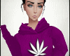 Marijuana Purple Crop