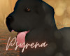 Animated Dog Labrador B