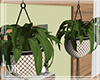 ౮ƙ -Hanging Plants