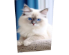 Cat 1