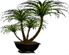 Potted large Plant