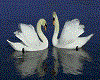 animated swans