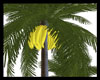 Banana Tree