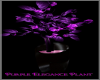 Purple  Elegance Plant