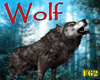 Wolf animated