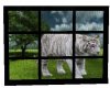 Rain/Moving White Tiger