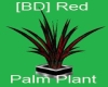 [BD] Red Palm Plant