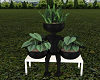 garden plants
