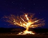 Tree on Fire Poster
