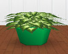 Large Plant in Green Pot