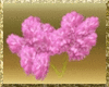 Pink Cactus Flowers[2]