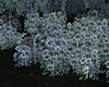Dark Spring Photoroom