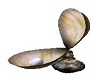 Open Kissing Clam Pearl