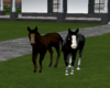 baby horses