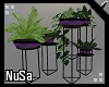 Purple Luxuy Plants