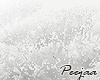 PJ-❄ SNOW