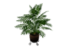 Pot Palm