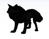lupo nero black wolf