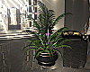 Supreme Potted Plant