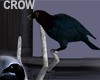 Hivernia Raven