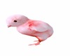 baby chick pink