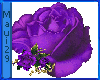 M Royal Purple Rose med
