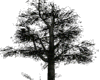 |V| SH Tree