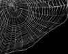Corner  Spider web