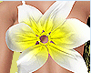 Flower Top