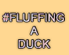 MA #FluffingADuck
