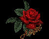 A Love Rose