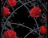 *R* Barbed Wire & Roses