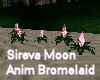 Sireva  Moon Bromeliad