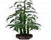 Rocco Bamboo Plant V2