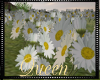 !Q Daisy Flowers