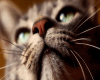 Whisker Black Cat