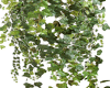 [PLM] floating ivy