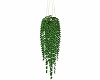 MP~HANGING GREEN PLANT