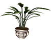 POTTED PLANT WHITE GOLD