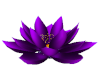 BAD Purple Lotus Flower