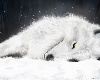 Snow and Spirits wolves