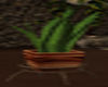 O* TreeHouse cactus fern
