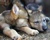 Cuddling Wolf Pups