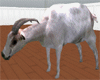 Animated Goat Chair