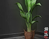 Room plant 2.