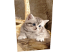 Cat 2